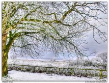 winters green.jpg